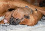 �t��ata - rhod�sk� ridgeback