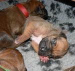 �t��ata - rhod�sk� ridgeback