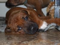 �t��ata - rhod�sk� ridgeback