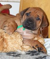 Rhod�sk� ridgeback Wandellmere �t��ata F