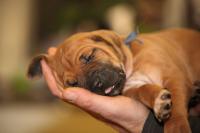 �t��ata - rhod�sk� ridgeback