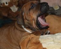 �t��ata - rhod�sk� ridgeback