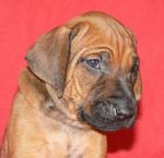 �t��ata - rhod�sk� ridgeback