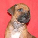 �t��ata - rhod�sk� ridgeback