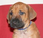 �t��ata - rhod�sk� ridgeback