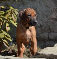 �t��ata - rhod�sk� ridgeback