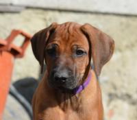 Rhod�sk� ridgeback Wandellmere �t��ata F