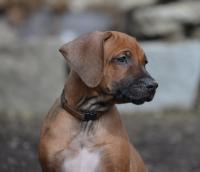 �t��ata - rhod�sk� ridgeback