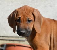�t��ata - rhod�sk� ridgeback