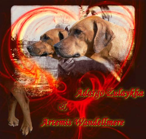 Rhod�sk� ridgeback Artemis Wandellmere a Adargo Zulaykha