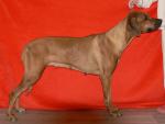 Rhod�sk� ridgeback Artemis Wandellmere