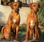 Rhod�sk� ridgeback Artemis Wandellmere a Basilissa Fontanesia