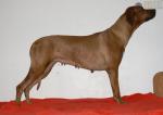 Rhod�sk� ridgeback Artemis Wandellmere