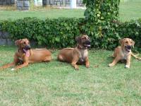 sest�i�ky Freya,Sunny a Bell�a