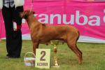 Rhod�sk� ridgeback  Basilissa Fontanesia