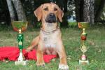 Rhod�sk� ridgeback Fleur Anabell Wandellmere