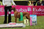 Rhod�sk� ridgeback Artemis Wandellmere