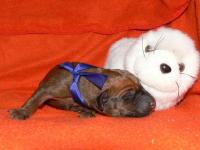 �t��ata - rhod�sk� ridgeback