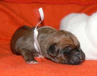 �t��ata - rhod�sk� ridgeback