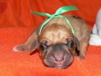 �t��ata - rhod�sk� ridgeback