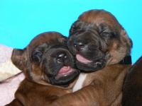 �t��ata - rhod�sk� ridgeback