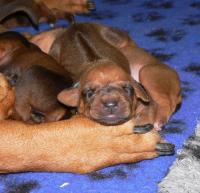 �t��ata - rhod�sk� ridgeback