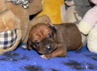 �t��ata - rhod�sk� ridgeback