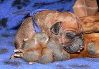 �t��ata - rhod�sk� ridgeback