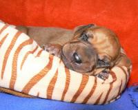 �t��ata - rhod�sk� ridgeback