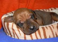 �t��ata - rhod�sk� ridgeback