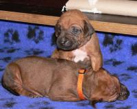 �t��ata - rhod�sk� ridgeback