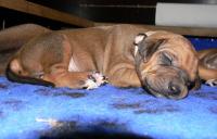 �t��ata - rhod�sk� ridgeback