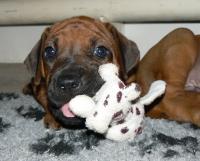 �t��ata - rhod�sk� ridgeback