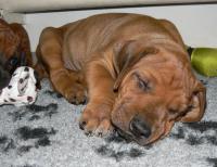 �t��ata - rhod�sk� ridgeback