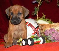 �t��ata - rhod�sk� ridgeback