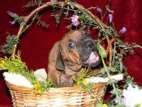 �t��ata - rhod�sk� ridgeback