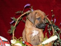 Rhod�sk� ridgeback vrh G