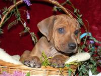 �t��ata - rhod�sk� ridgeback