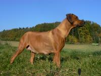 rhod�sk� ridgeback Artemis Wandellmere