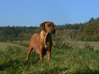 rhodesian ridgeback Artemis Wandellmere