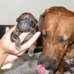 rhod�sk� ridgeback �t�n�