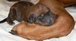 rhodesian ridgeback �t�n�