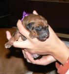 rhodesian ridgeback �t�n�