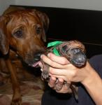 rhod�sk� ridgeback �t�n�