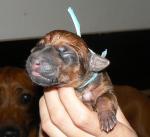 rhod�sk� ridgeback �t�n�