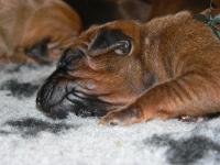 rhodesian ridgeback �t�n�
