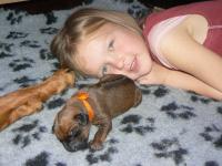 rhod�sk� ridgeback �t�n�