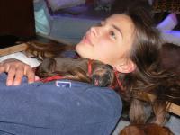 rhodesian ridgeback �t�n�