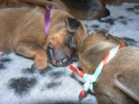 rhod�sk� ridgeback �t�n�