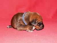 rhodesian ridgeback �t�n�